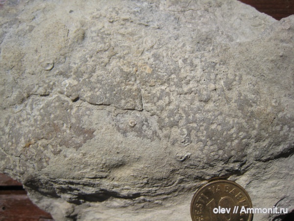 Microconchida, Palaeoconchus