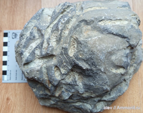 ichnofossils, Osprioneides