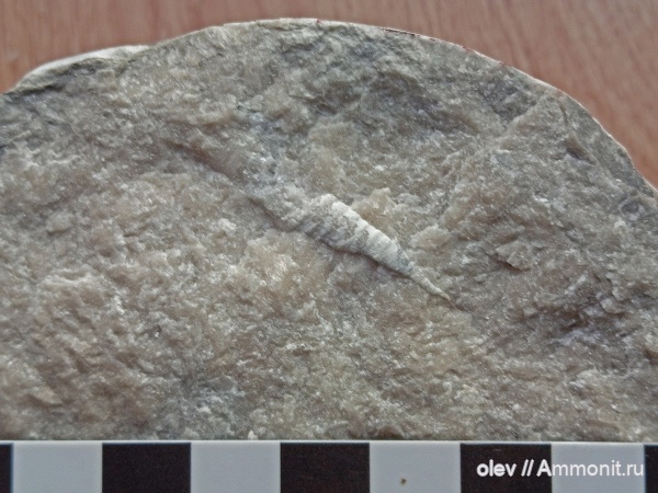 Корнулитиды