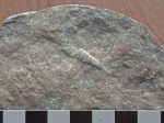 Cornulites stromatoporoides