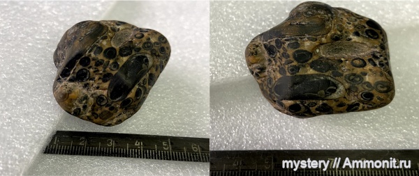 Окаменелости р. Лена