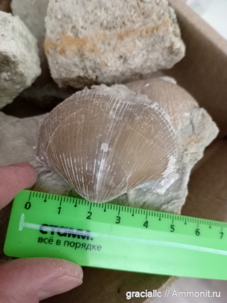 брахиоподы