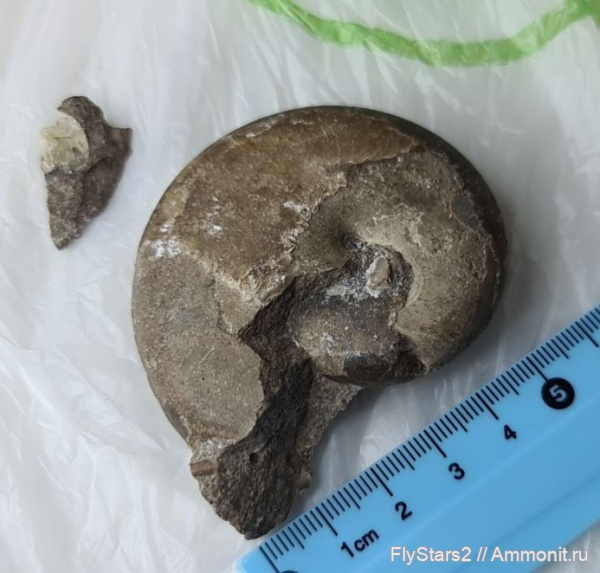 Ухтинские окаменелости