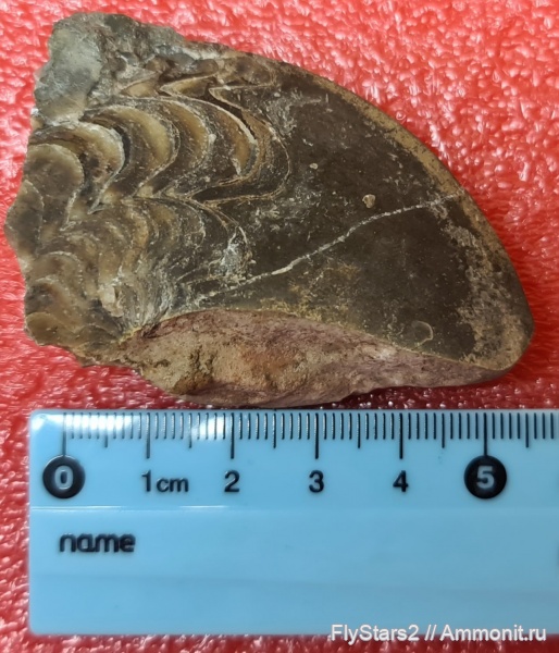 Timanites, Timanites keyserlingi, Ухта, чуть