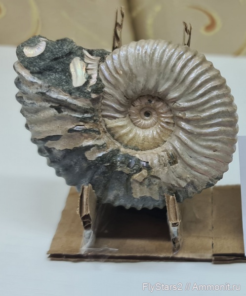 Acanthohoplites, Acanthohoplites bigoureti, р. Курджипс