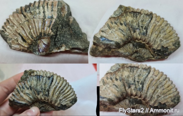 аммониты