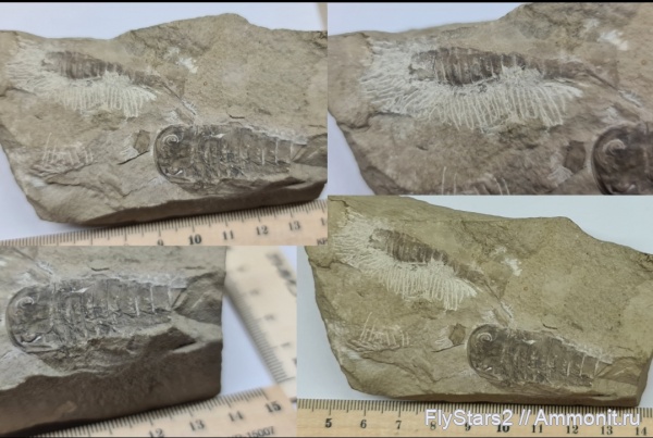 ракоскорпионы, Baltoeurypterus, Baltoeurypterus tetragonophtalmus