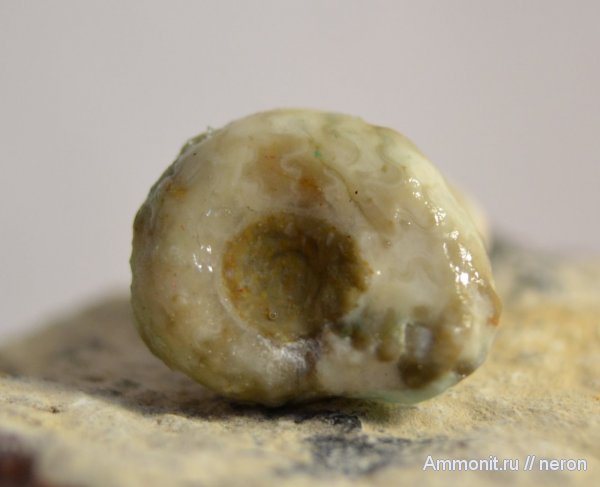 аммониты, пермский период, Uraloceras, Шиханы, Ammonites, Permian