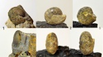 Гониатиты девона, найденные на Южном Урале