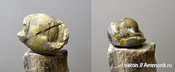 аммониты, Goniatitida, Башкирия, Ammonites