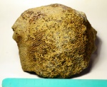 Коралл девонского периода  Favosites