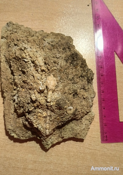 карбон, Пески, криноидеи, Moscovicrinus, Подмосковье