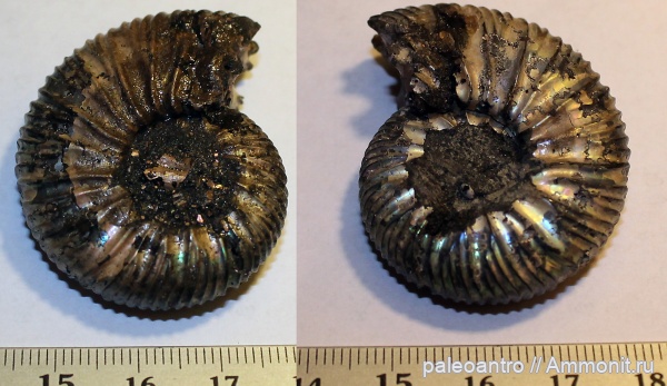 аммониты, Воскресенск, Virgatites virgatus