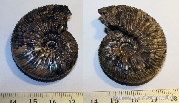 аммониты, Воскресенск, Virgatites virgatus