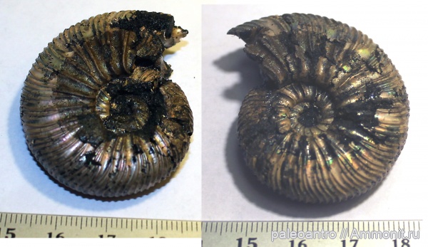 аммониты, Воскресенск, Virgatites virgatus