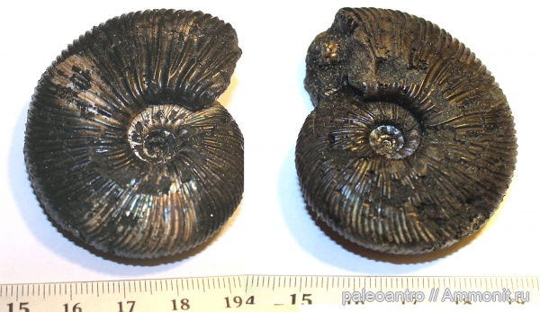 аммониты, Воскресенск, Virgatites virgatus