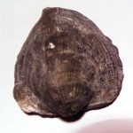 Брахиопода