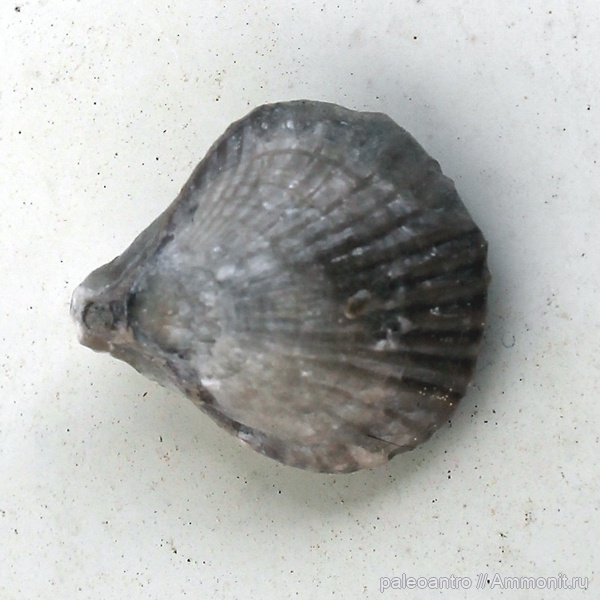 брахиоподы, Германия