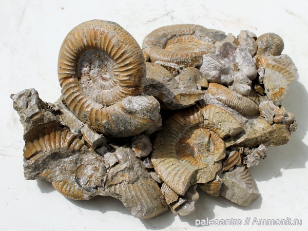 аммониты, Германия