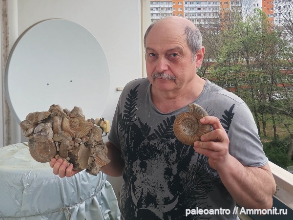 аммониты, белемниты, брахиоподы, Германия, беллемниты