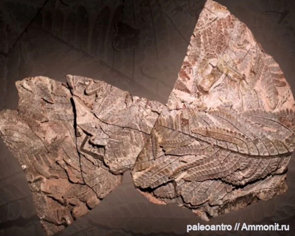 пермь, Германия, Хемниц, Medullosa stellata, семенной папаротник, Ископаемое года Германии