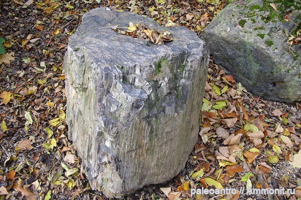 Мои ювелирные изделия из окаменелостей