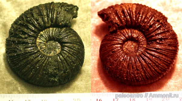 аммониты, Воскресенск, Virgatites virgatus