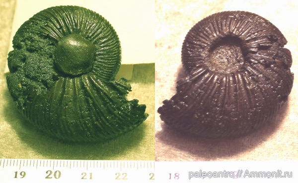 аммониты, Воскресенск, Virgatites virgatus
