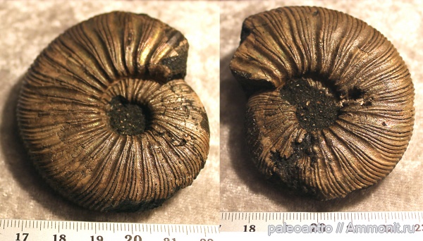 аммониты, Воскресенск, Virgatites virgatus