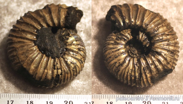 аммониты, Воскресенск, Virgatites virgatus