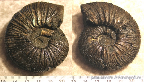 аммониты, Воскресенск, Virgatites virgatus