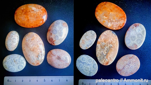 неоген, Индонезия, колониальные кораллы