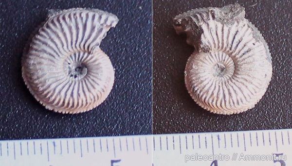 аммониты, юра, Коломенское, оксфорд