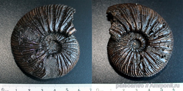 аммониты, Воскресенск, Virgatites virgatus
