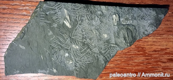 Германия, палеозой, водоросли, палеофлора, шифер, членистоногий