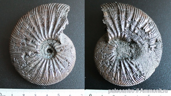 аммониты, Воскресенск, юрский период, Virgatites virgatus