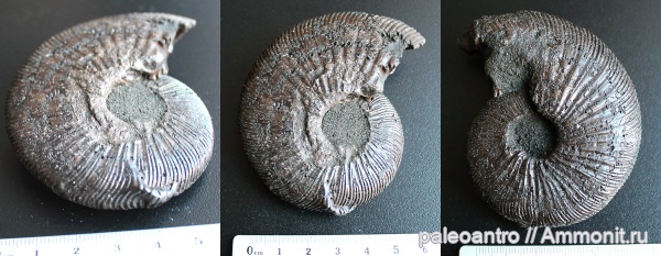 аммониты, Воскресенск, юрский период, Virgatites virgatus