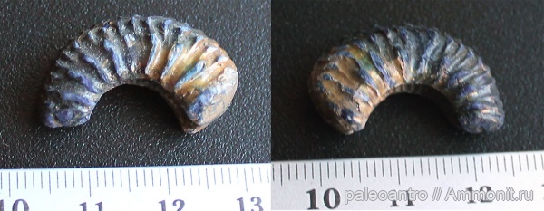 аммониты, юра, Коломенское, оксфорд