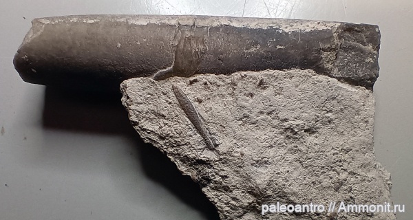 белемниты, мезозой