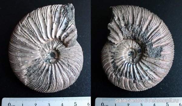 аммониты, Воскресенск, юрский период, Virgatites virgatus