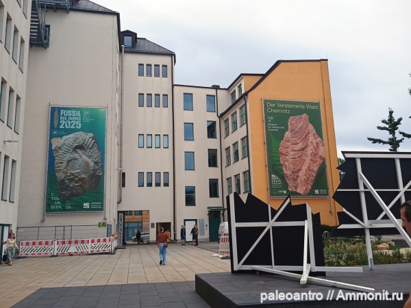 пермь, окаменевшее дерево, Medullosa stellata, Alethopteris schneideri
