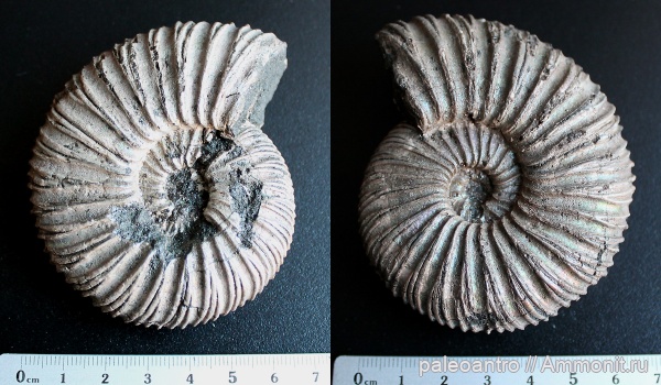 аммониты, Воскресенск, юрский период, Virgatites virgatus