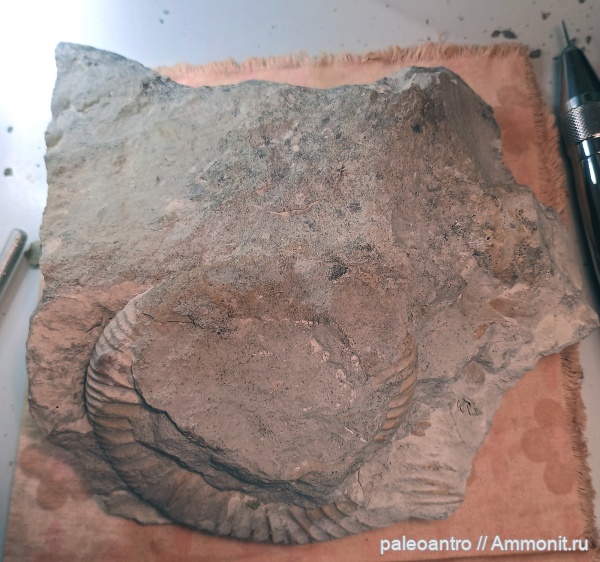 Препарировка аммонитовой плиты из района Gräfenberg (Jurassic Period): этапы расчистки и разборная композиция