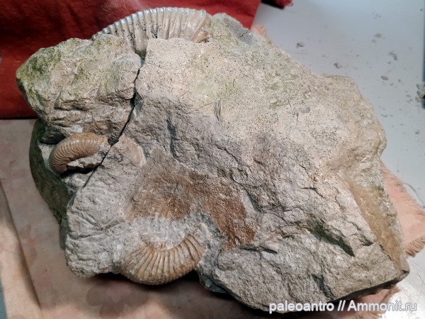 аммониты, брахиоподы, юра, глауконит, песчанистый известняк, беллемнит