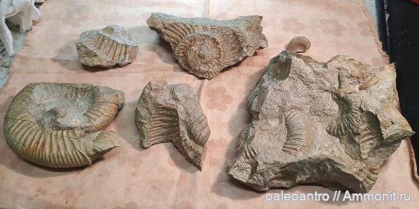 аммониты, брахиоподы, юра, глауконит, песчанистый известняк, беллемнит