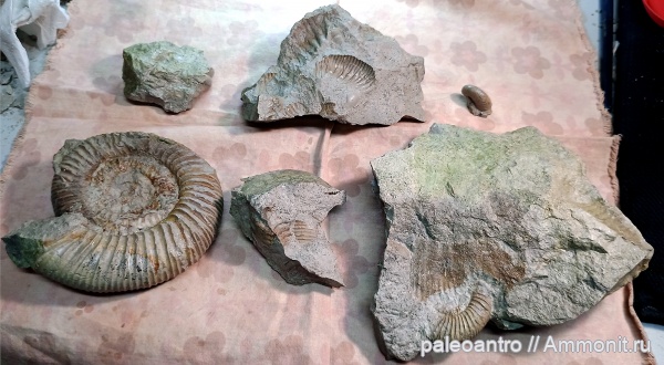 аммониты, брахиоподы, юра, глауконит, песчанистый известняк, беллемнит