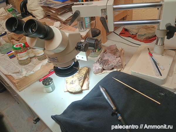 пермь, триас, Medullosa stellata, Alethopteris schneideri, Мадыгенская формация, семенной папоротник