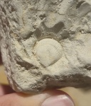 Двустворчатый Моллюск. Прошу помощь в определении вида