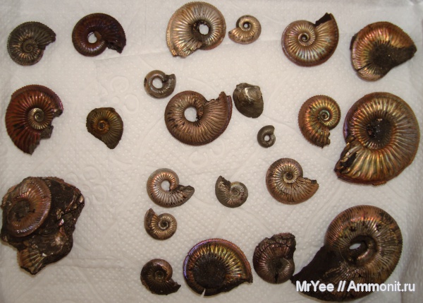 Бронницы, Марково, Amoeboceras, двустворчатые моллюски, Perisphinctes
