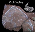 Cephalaspis sp.
